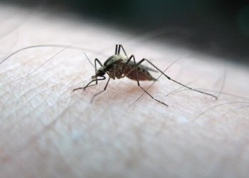 Dünya genelinde 2021’de 619 bin kişi sıtma nedeniyle öldü