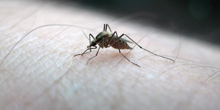 Dünya genelinde 2021’de 619 bin kişi sıtma nedeniyle öldü