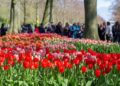 Hollanda’da dünyanın en büyük lale bahçelerinden Keukenhof, kapılarını ziyaretçilere açtı
