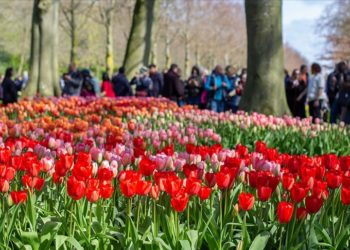 Hollanda’da dünyanın en büyük lale bahçelerinden Keukenhof, kapılarını ziyaretçilere açtı