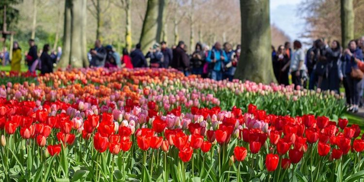 Hollanda’da dünyanın en büyük lale bahçelerinden Keukenhof, kapılarını ziyaretçilere açtı