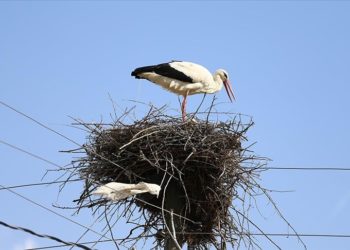 Baharın müjdecisi leylekler Bingöl'deki yuvalarına yerleşti