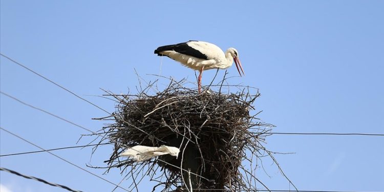 Baharın müjdecisi leylekler Bingöl'deki yuvalarına yerleşti