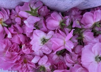 Isparta'da gül çiçeği alım fiyatı 24 lira 25 kuruşa yükseltildi