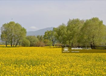 Ağrı'da tarlalar hardal çiçekleriyle sarıya büründü