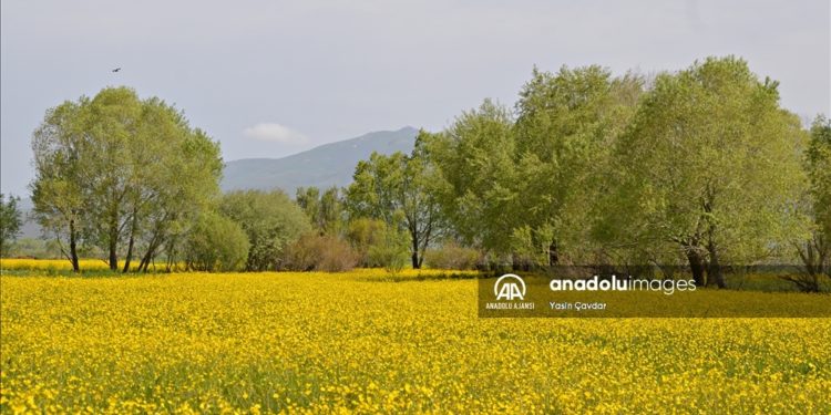 Ağrı'da tarlalar hardal çiçekleriyle sarıya büründü