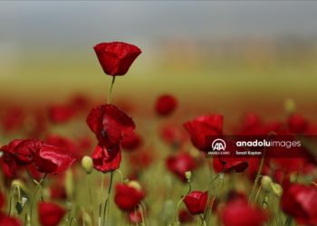 Kahramanmaraş'ta gelincikler arazileri kırmızıya boyadı