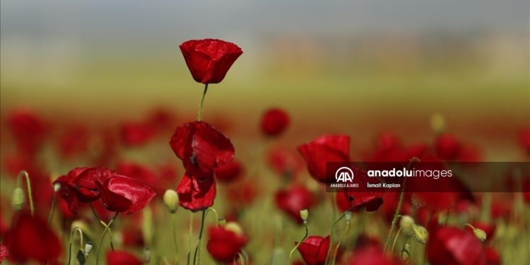 Kahramanmaraş'ta gelincikler arazileri kırmızıya boyadı