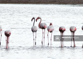 Sel Kapanı Baraj Gölü, farklı kuş türlerine ev sahipliği yapıyor