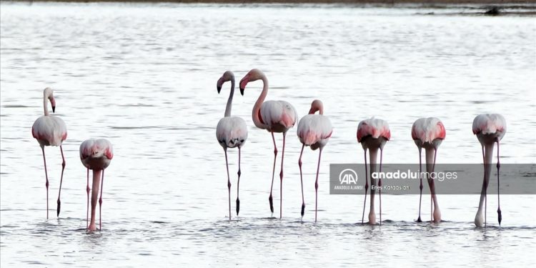 Sel Kapanı Baraj Gölü, farklı kuş türlerine ev sahipliği yapıyor