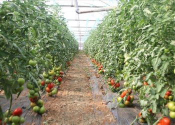 Batı Akdeniz’in ihracatında lider ülke Rusya