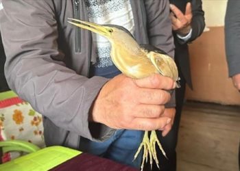 Ardahan'da bitkin bulunan balaban kuşu koruma altına alındı