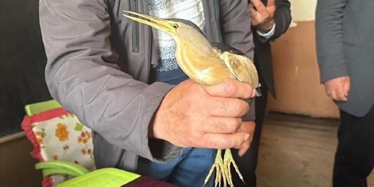 Ardahan'da bitkin bulunan balaban kuşu koruma altına alındı