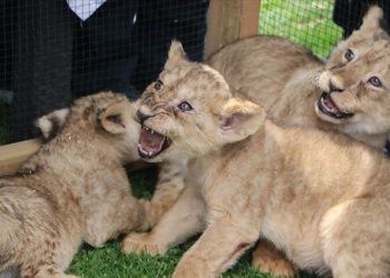 Cumhurbaşkanı Erdoğan'a hediye edilen aslanların Gaziantep'te dünyaya gelen dört yavrusu tanıtıldı