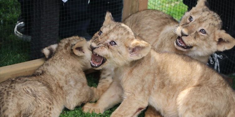 Cumhurbaşkanı Erdoğan'a hediye edilen aslanların Gaziantep'te dünyaya gelen dört yavrusu tanıtıldı