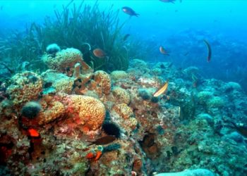 İklim krizi nedeniyle mercanlar yok olma tehlikesi altında