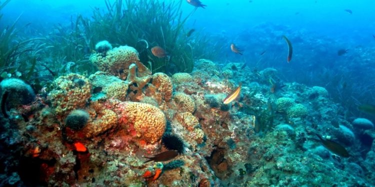 İklim krizi nedeniyle mercanlar yok olma tehlikesi altında