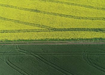 Tekirdağ'da kanola çiçekleri ve buğday tarlaları renk cümbüşü oluşturdu