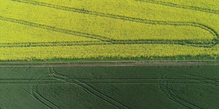 Tekirdağ'da kanola çiçekleri ve buğday tarlaları renk cümbüşü oluşturdu