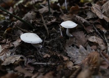 En çok zehirlenmeye yol açan mantar cinsi “köygöçüren”