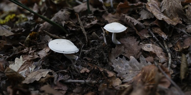En çok zehirlenmeye yol açan mantar cinsi “köygöçüren”