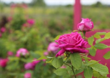 Evliya Çelebi'nin gül bahçelerini övdüğü Edirne'de Gül Hasadı Şenliği yapıldı