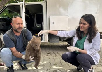 Bursa'da bulunan yavru ayı Doğa Koruma ve Milli Parklar Genel Müdürlüğüne teslim edilecek