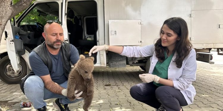 Bursa'da bulunan yavru ayı Doğa Koruma ve Milli Parklar Genel Müdürlüğüne teslim edilecek