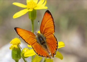 Malatya'da Beydağı etekleri kelebek vadisine dönüştü