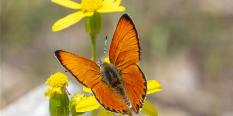 Malatya'da Beydağı etekleri kelebek vadisine dönüştü