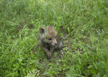 Tunceli'de dağlık alanda bulunan tilki yavrusu koruma altına alındı