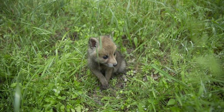 Tunceli'de dağlık alanda bulunan tilki yavrusu koruma altına alındı