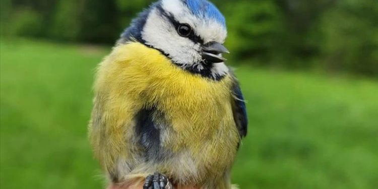 Ormanya'da kuş halkalama istasyonu kuruldu