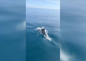 Alanya'da yunuslardan turistlere sürpriz gösteri