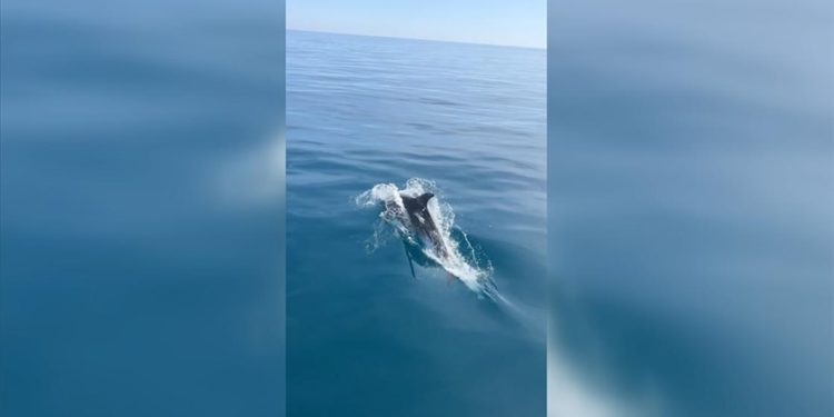 Alanya'da yunuslardan turistlere sürpriz gösteri