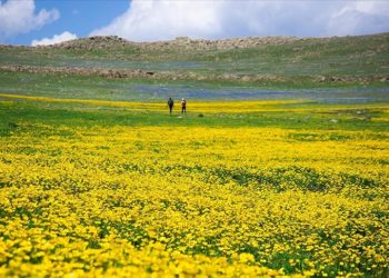 Ardahan'daki Şerefin Dağı ve Üç Tepeler canlanan doğasıyla dağcıların rotasında