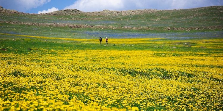 Ardahan'daki Şerefin Dağı ve Üç Tepeler canlanan doğasıyla dağcıların rotasında