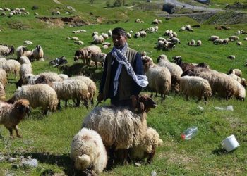 Sonbaharda sıcak bölgelere giden Muşlu besicilerin dönüş yolculuğu başladı