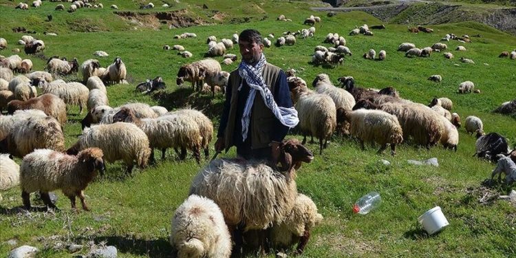 Sonbaharda sıcak bölgelere giden Muşlu besicilerin dönüş yolculuğu başladı