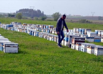 Gezgin arıcılar Muş Ovası'na gelmeye başladı