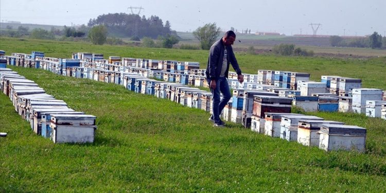 Gezgin arıcılar Muş Ovası'na gelmeye başladı