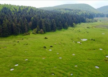 At Yaylası, yeşillenen otlaklarıyla yılkı atlarını ve hayvan sürülerini ağırlıyor