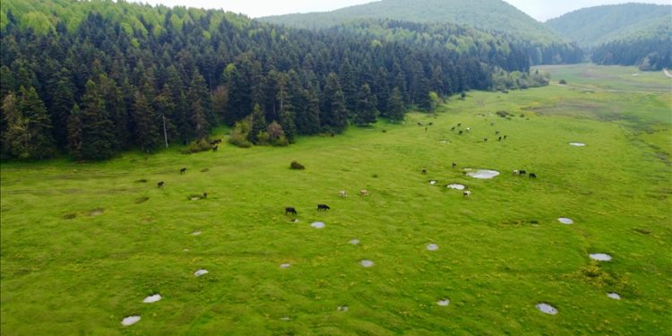 At Yaylası, yeşillenen otlaklarıyla yılkı atlarını ve hayvan sürülerini ağırlıyor