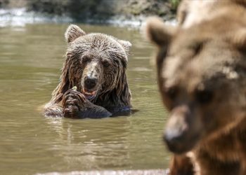 Bursa’daki barınakta kış uykusundan uyanan ayılar özenle besleniyor