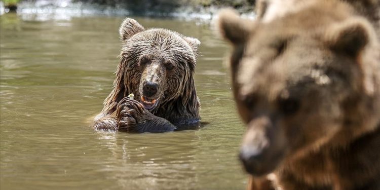 Bursa’daki barınakta kış uykusundan uyanan ayılar özenle besleniyor