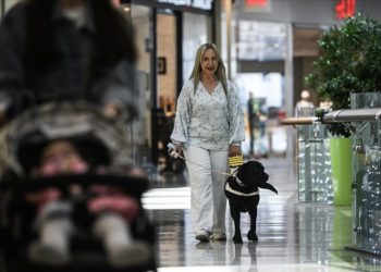 Rehber köpek “Esmer” sahibini alışverişte de yalnız bırakmıyor
