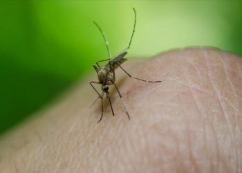 Peru'da dang humması vakası 73 bini aştı