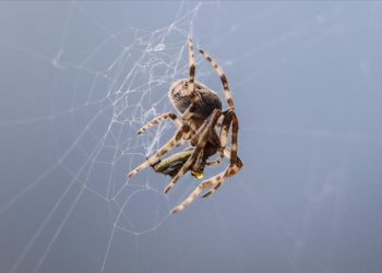Dünyanın en ölümcül örümceğinin zehri koşullara göre değişebiliyor