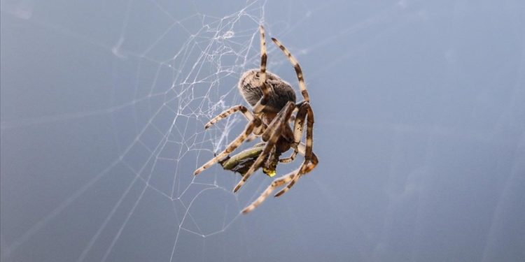 Dünyanın en ölümcül örümceğinin zehri koşullara göre değişebiliyor