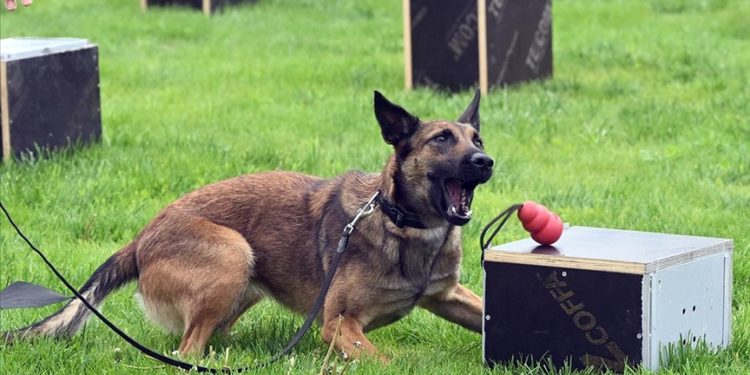 “Uluslararası Narkotik Dedektör Köpekler Şampiyonası” Ankara’da başladı